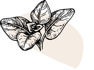 Alimento ilustrativo